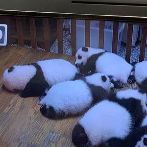 Meet your Posher, Tamina